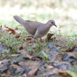 White-tipped Dove (image by Trevor Ellery)