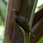 White-tipped Sicklebill (image by Leo Garrigues)