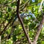 White-throated Magpie-Jay (image by Leo Garrigues)