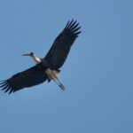 Woolly-necked Stork (image by Craig Robson)