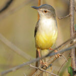 Yellow-bellied Prinia (image by Sophal Chen)