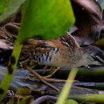 Yellow-breasted Crake (image by Leo Garrigues)