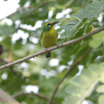 Yellow-browed Shrike-vireo (image by Trevor Ellery)