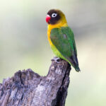 Yellow-collared Lovebird (image by Nik Borrow)