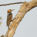 Yellow-crowned Woodpecker (image by Sophal Chen)