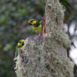 Yellow-eared Parrot (image by Trevor Ellery)