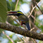 Yellow-eared Toucanet (image by Leo Garrigues)