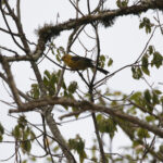 Yellow-headed Brushfinch (image by Trevor Ellery)