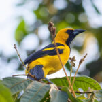 Yellow-tailed Oriole (image by Leo Garrigues)