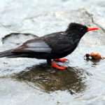 Black Bulbul (image by Dave Farrow)