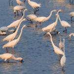 Black-faced Spoonbills and Great Egrets (image by Dave Farrow)