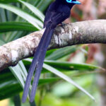 Black Paradise Flycatcher (image by Dave Farrow)