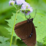 Blue-banded King Crow (image by Dave Farrow)