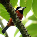Chestnut-bellied Tit (image by Dave Farrow)