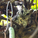 Collared Scops Owl (image by Dave Farrow)