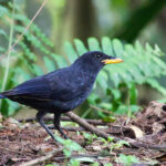 Blue Whistling Thrush ssp dichrorhynchus (image by Craig Robson)