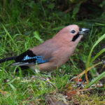Eurasian Jay (image by Dave Farrow)