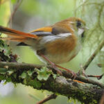 Golden Parrotbill (image by Dave Farrow)