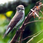 Grey-streaked Flycatcher (image by Dave Farrow)