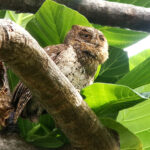 Lanyu Scops Owl (image by Dave Farrow)
