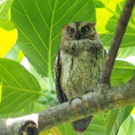 Lanyu Scops Owl (image by Dave Farrow)