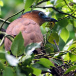 Malayan Night Heron (image by Dave Farrow)