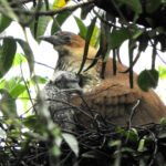 Malayan Night Heron with chick (image by Dave Farrow)