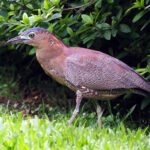immature Malayan Night Heron (image by Dave Farrow)