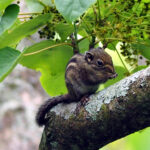 Maritime Striped Squirrel (image by Dave Farrow)