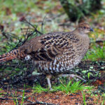 female Mikado Pheasant (image by Dave Farrow)