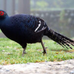 male Mikado Pheasant (image by Dave Farrow)