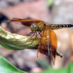 Neurothemis taiwanensis (image by Dave Farrow)