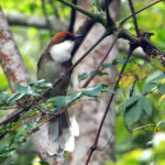 Rufous-crowned Laughingthrush (image by Dave Farrow)