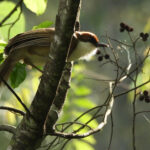 Rufous-crowned Laughingthrush (image by Jim Watt)