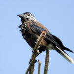 Southern Nutcracker (image by Dave Farrow)