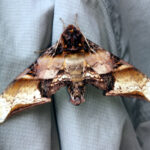Sphinx Moth (image by Dave Farrow)