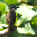 Styans Bulbul (image by Dave Farrow)