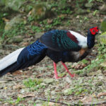 Swinhoes Pheasant (image by Dave Farrow)