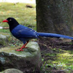Taiwan Blue Magpie (image by Dave Farrow)