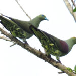 Taiwan Green Pigeon (image by Dave Farrow)