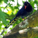 Taiwan Magpie (image by Dave Farrow)