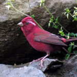 Taiwan Rosefinch (image by Dave Farrow)