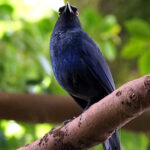 Taiwan Whistling Thrush (image by Dave Farrow)