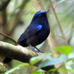 White-tailed Robin (image by Dave Farrow)