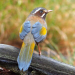 White-whiskered Laughingthrush (image by Dave Farrow)