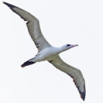 Abbott's Booby (image by Pete Morris)