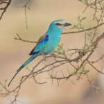 Abyssinian Roller (image by Pete Morris)