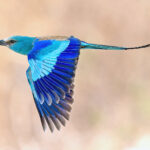 Abyssinian Roller (image by Pete Morris)