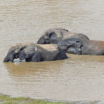 African Elephants (image by Pete Morris)