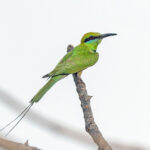 African Green Bee-eater (image by Pete Morris)
